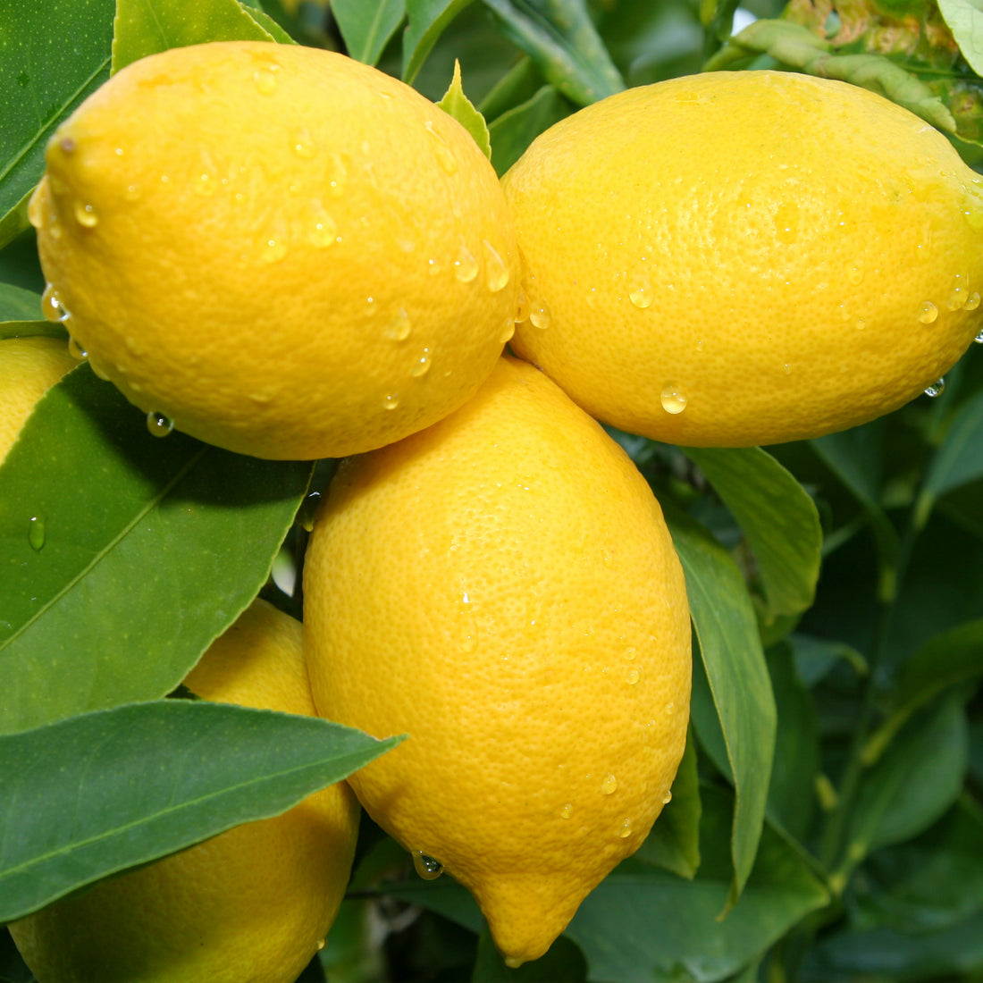 Citrus Limonum (lemon oil)